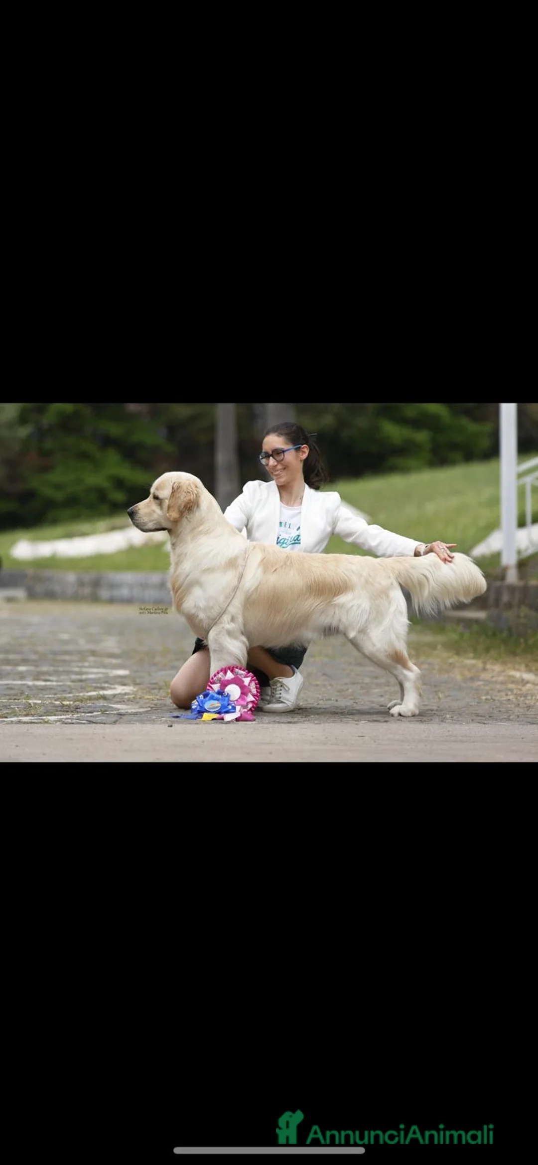 Golden Retriever cani in vendita: Cuccioli Golden Retriver linea inglese  - Annuncio 6