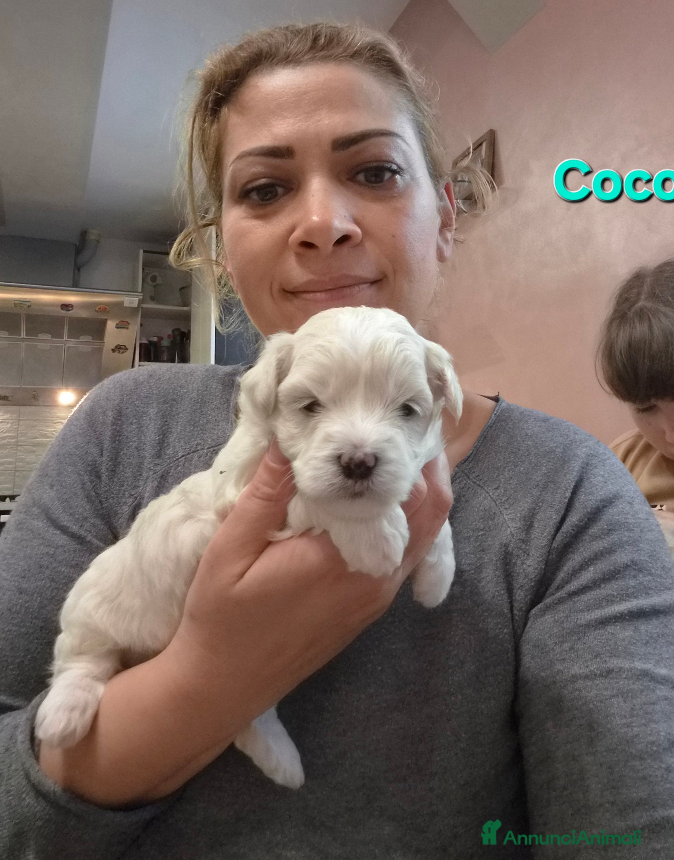 Maltese cani Cuccioli maltesi taglia piccola pelo liscio  - Annuncio 5