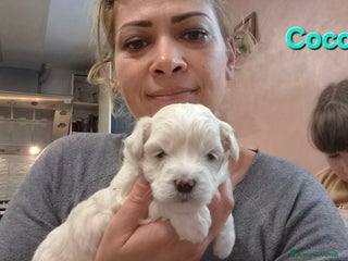 Maltese cani Cuccioli maltesi taglia piccola pelo liscio - Annuncio 27