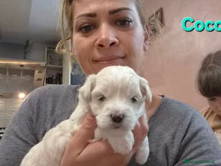 Maltese cani Cuccioli maltesi taglia piccola pelo liscio - Annuncio 4