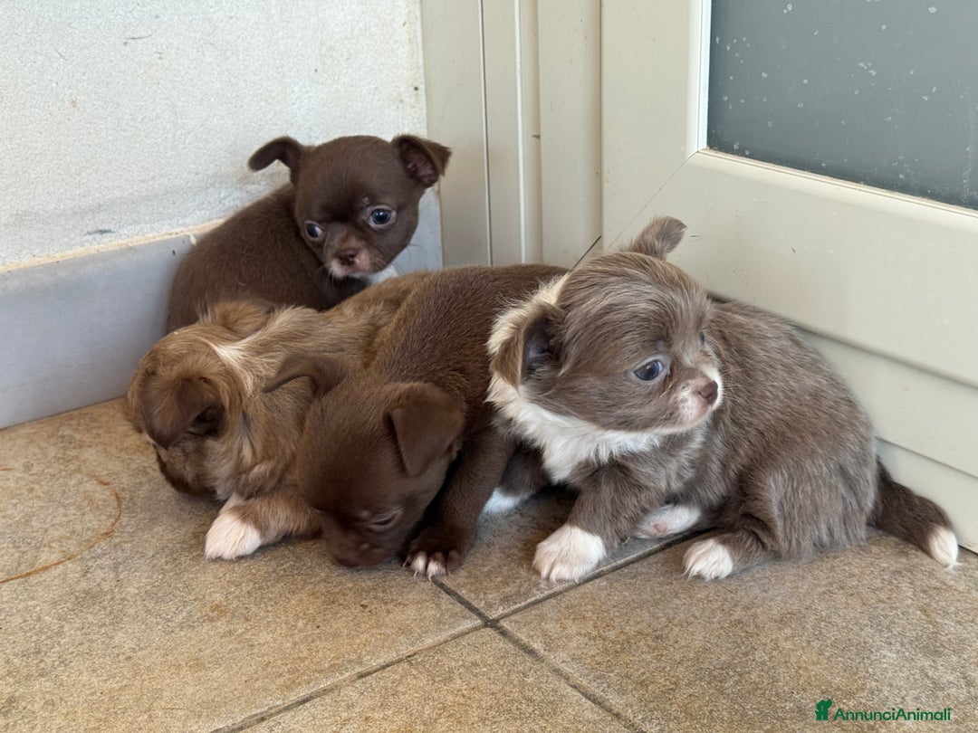 Chihuahua cani in vendita: Cuccioli di chihuahua  a Città metropolitana di Milano - Immagine 8