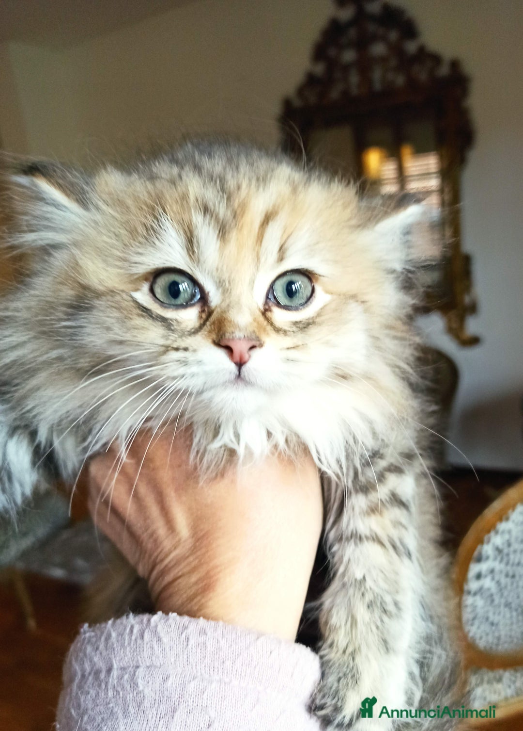 Persiano gatti in vendita: Gattini persiani normotipo  - Annuncio 5
