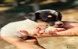 Jack Russell cani in vendita: Jack Russell pelo broken/ruvido a Calenzano - Immagine 25