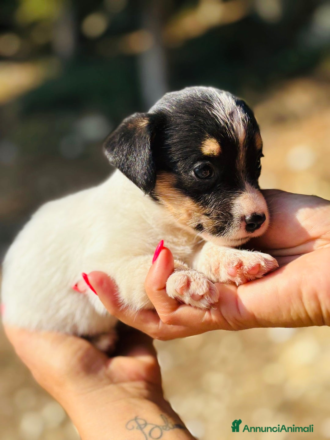 Jack Russell cani in vendita: Jack Russell pelo broken/ruvido a Calenzano - Immagine 25