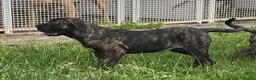 Cane Corso cani in vendita: Cucciole Cane Corso  - Annuncio 6