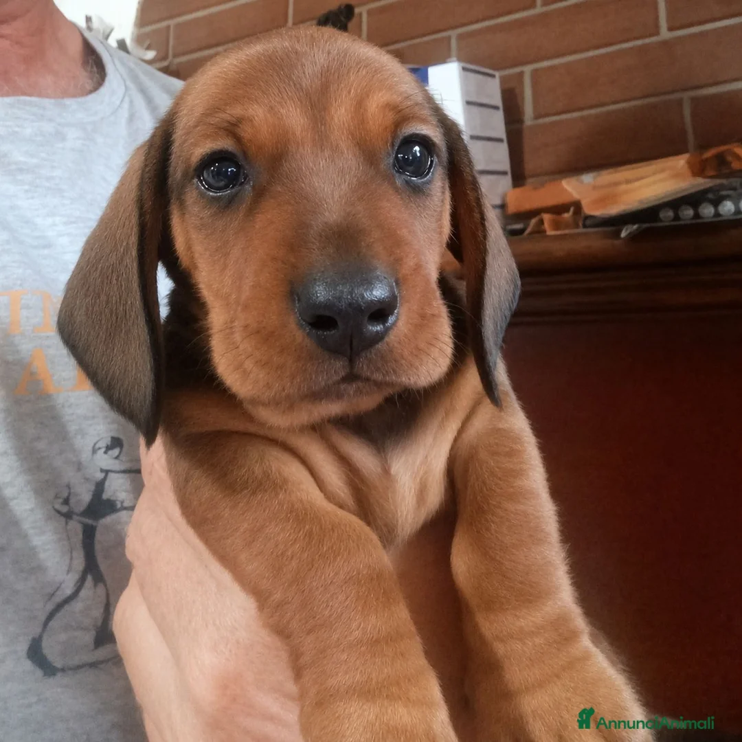 Bassotto cani in vendita: Bassotto maschio fulvo p/c - Annuncio 1