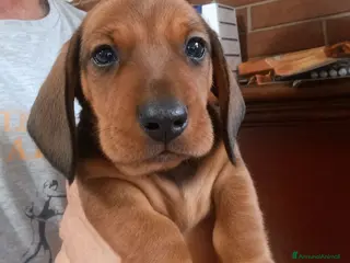 Bassotto cani Bassotto maschio fulvo p/c - Annuncio 1