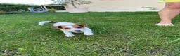Jack Russell cani in vendita: Jack Russell  a Provincia di Vicenza - Annuncio 8