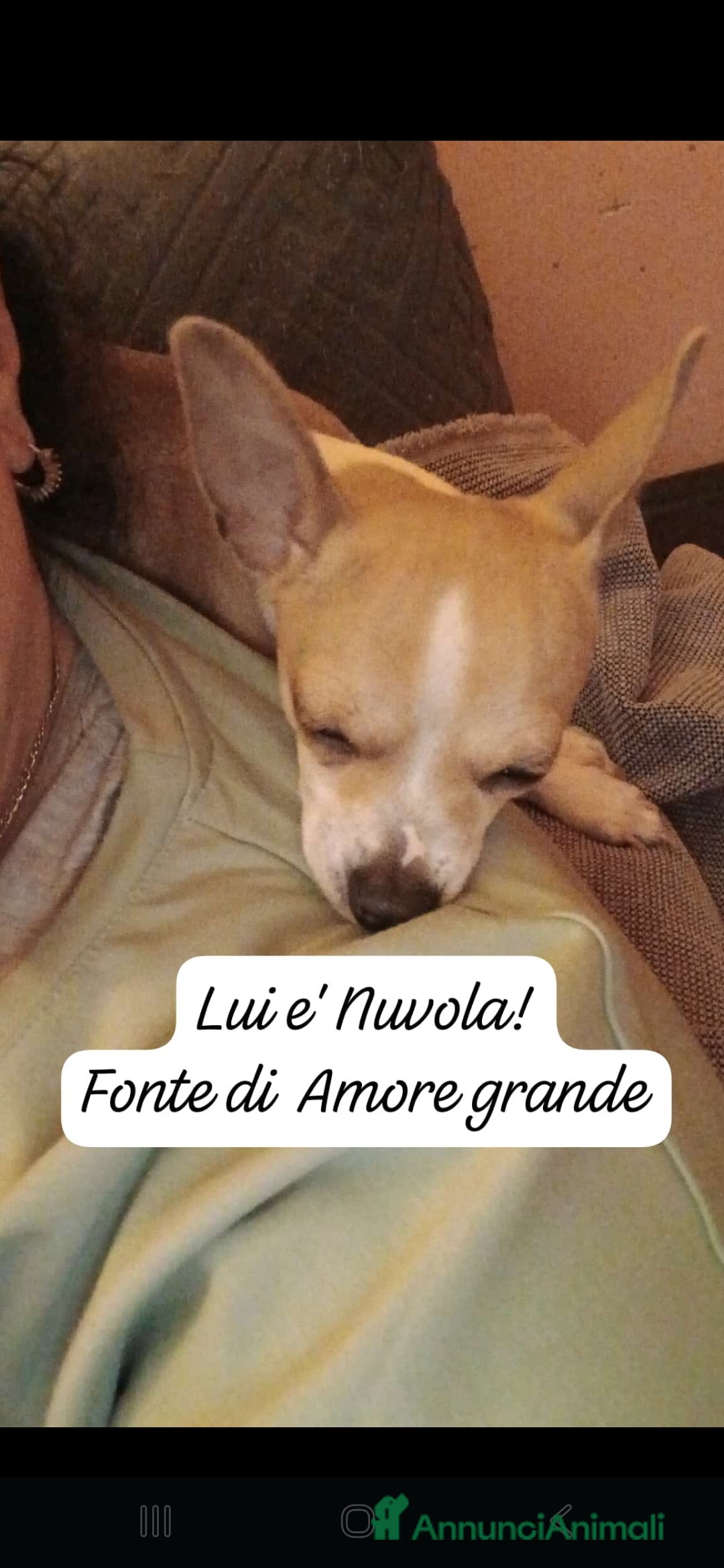 Chihuahua cani Chihuahua cuccioli disponibili - Annuncio 2