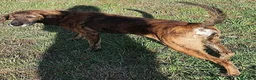 Meticcio cani in regalo: NICK un compagno fedele - Annuncio 6