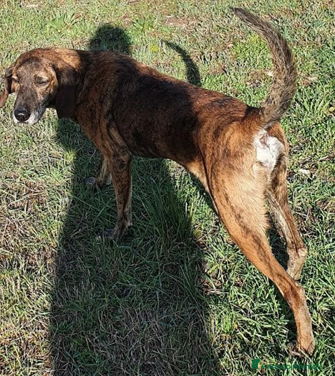 Meticcio cani in regalo: NICK un compagno fedele - Annuncio 6