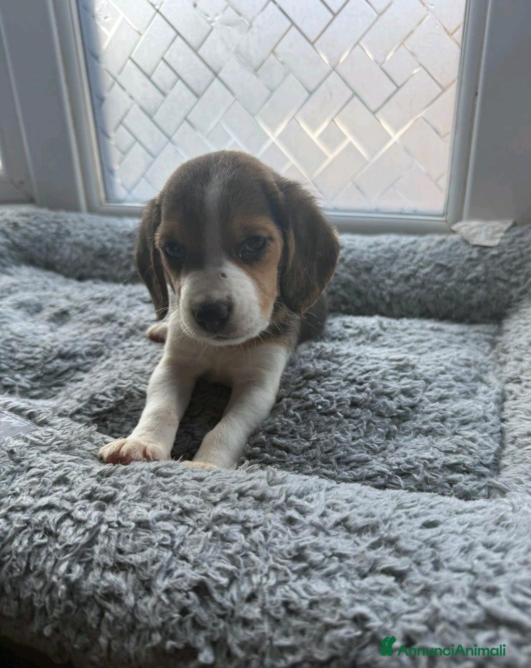 Beagle cani in vendita: Cuccioli di Beagle cercano umani per sempre! a Città metropolitana di Roma Capitale - Annuncio 4