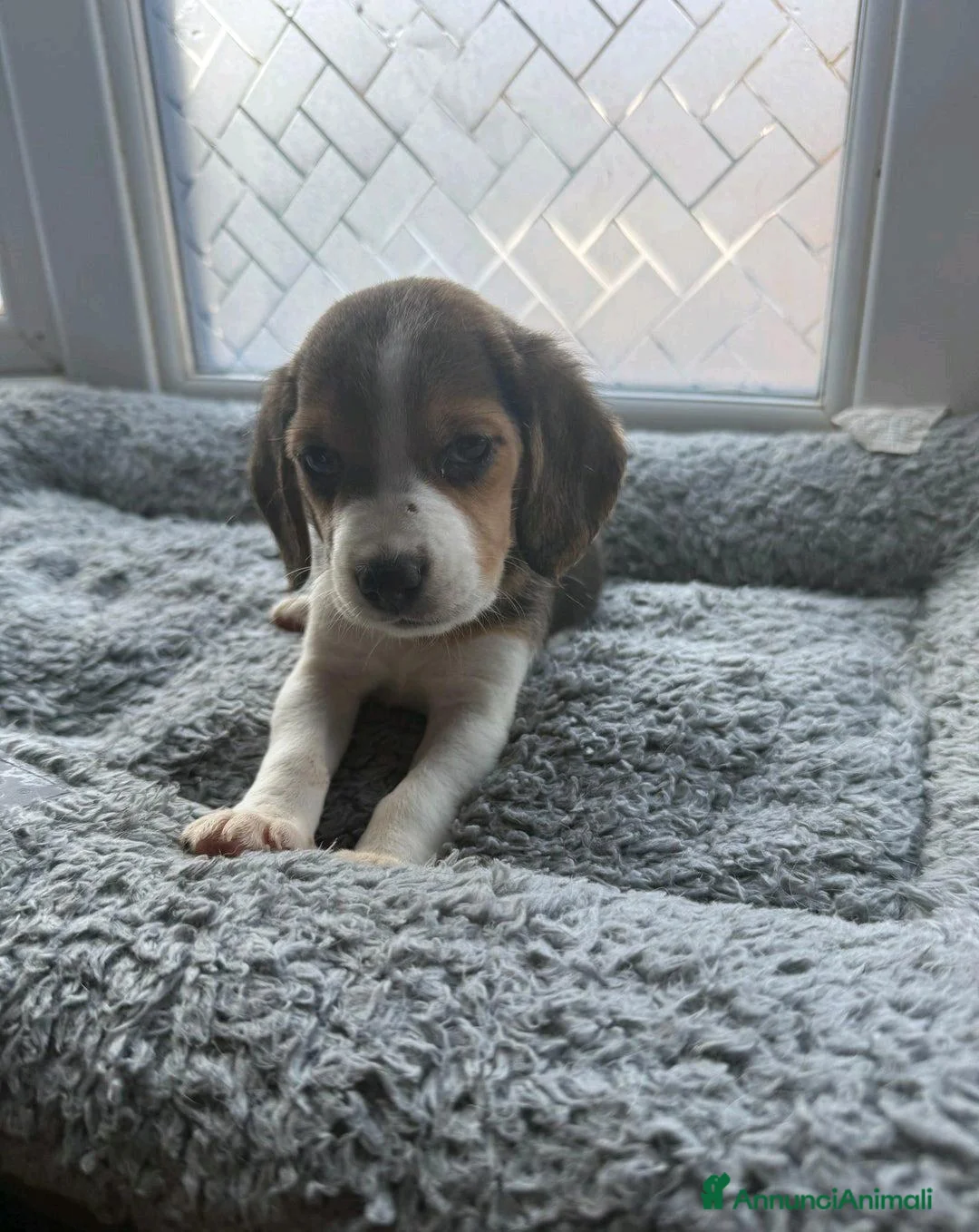 Beagle cani in vendita: Cuccioli di Beagle cercano umani per sempre! a Città metropolitana di Roma Capitale - Annuncio 4