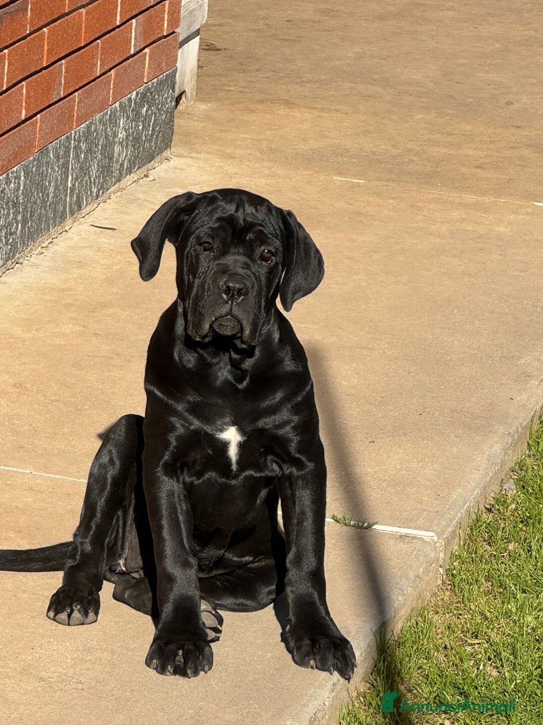 Cane Corso cani in vendita: Cuccioli in cerca di famiglia  a Provincia di Como - Immagine 1