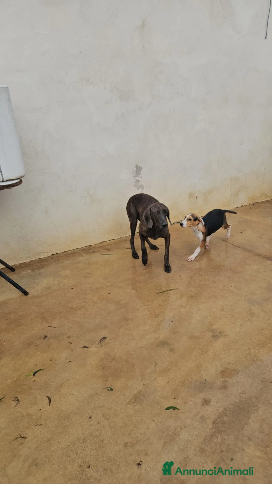 Bracco cani in regalo: Michele: adozione del cuore - Annuncio 10