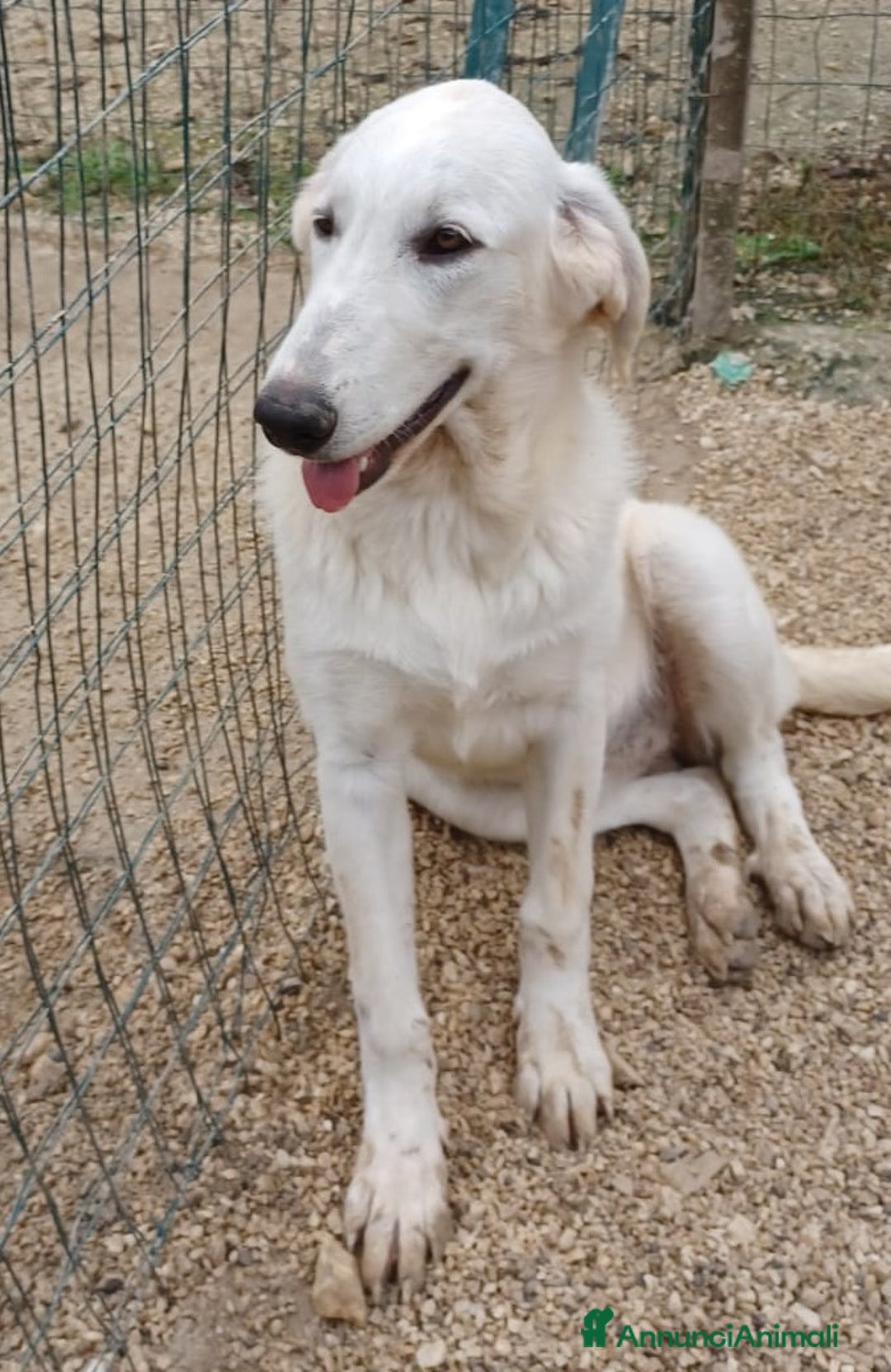 Meticcio cani in regalo: ZULEIA  a Provincia di Mantova - Annuncio 3