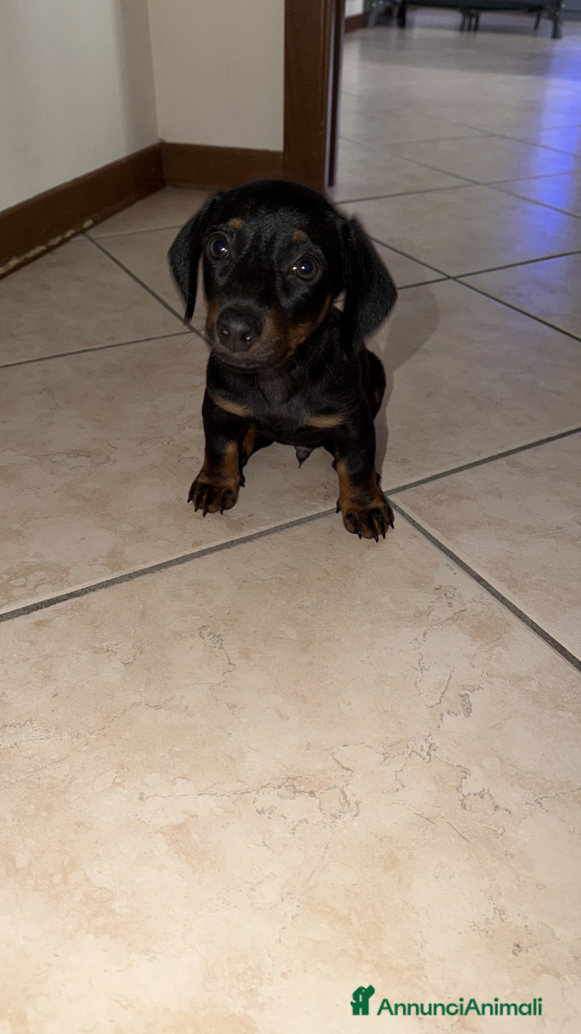 Bassotto cani Bassotto nano - Annuncio 1
