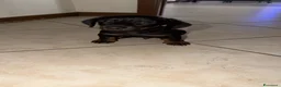 Bassotto cani in vendita: Bassotto nano - Annuncio 1