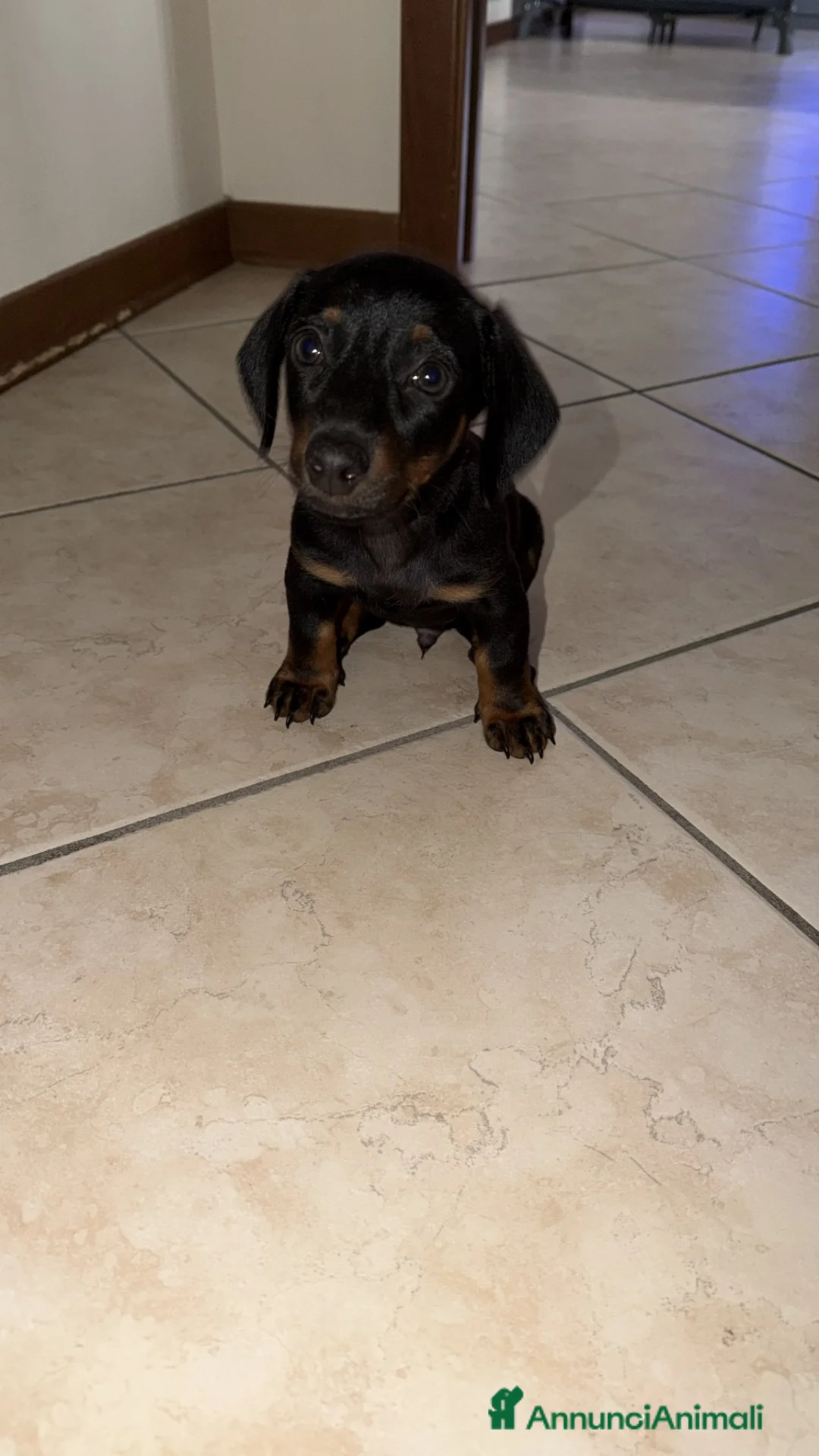 Bassotto cani in vendita: Bassotto nano - Annuncio 1