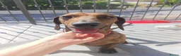 Bassotto cani per accoppiamento: Cercasi femmina  a Provincia di Cuneo - Annuncio 2