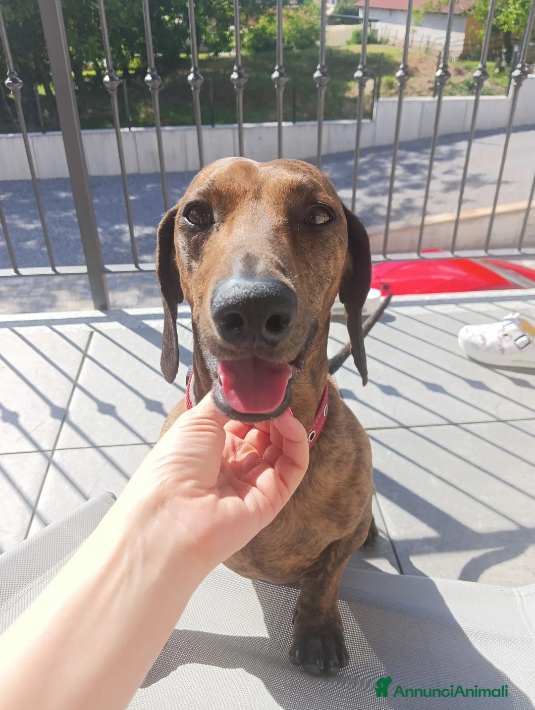Bassotto cani per accoppiamento: Cercasi femmina  a Provincia di Cuneo - Annuncio 2