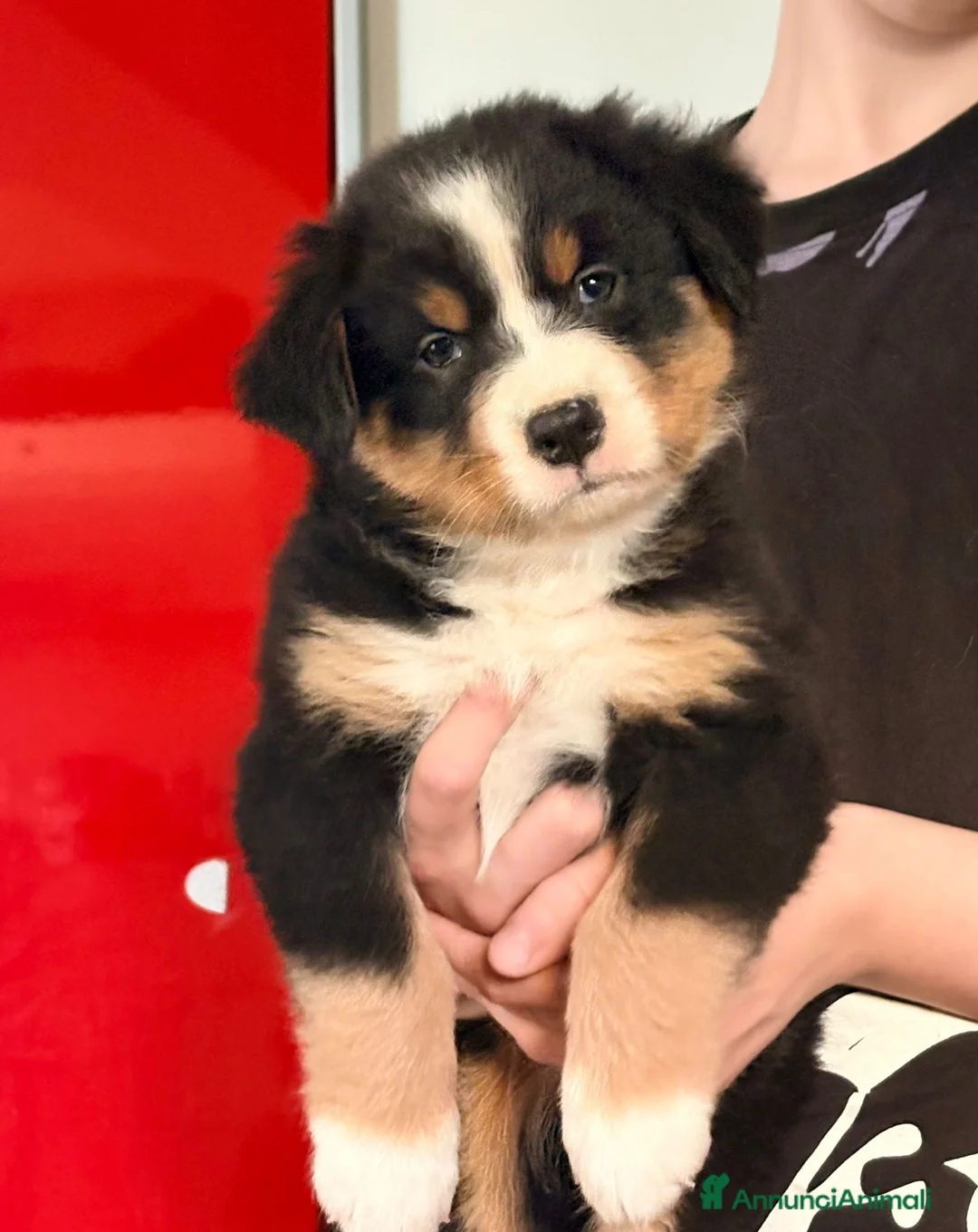 Australian Shepherd cani in vendita: Cucciole femmina di pastore australiane - Annuncio 1