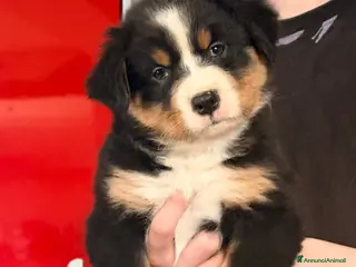 Australian Shepherd cani Cucciole femmina di pastore australiane - Annuncio 2