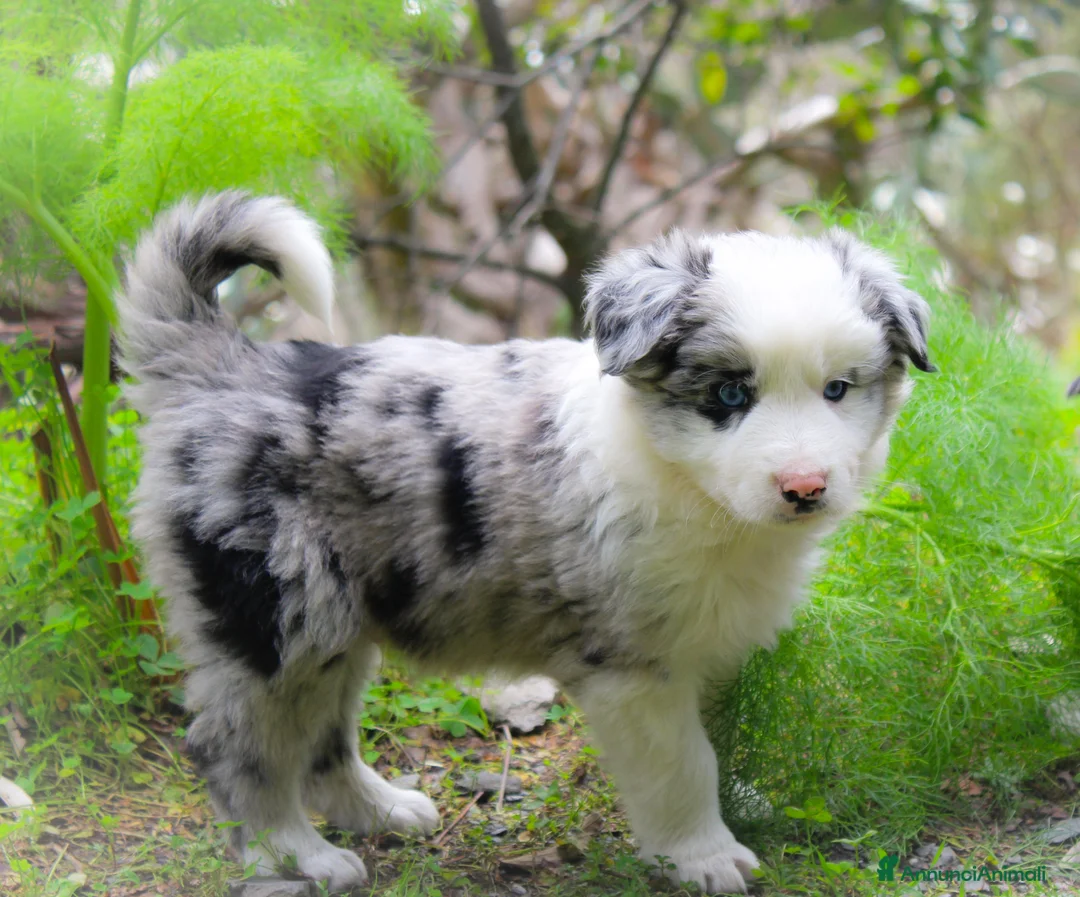 Border Collie cani in vendita: Cuccioli di Border Collie  - Annuncio 1