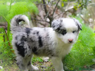 Border Collie cani Cuccioli di Border Collie - Annuncio 5