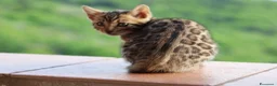 Bengala gatti in vendita: Cuccioli Bengala a Provincia di Cosenza - Annuncio 13