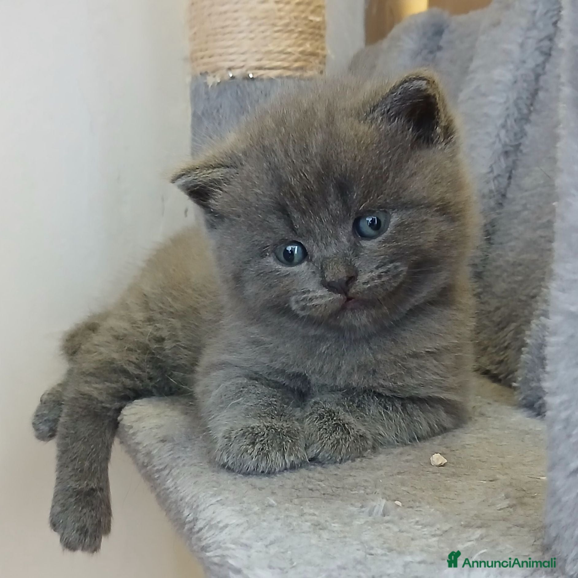 Scottish gatti cuccioli scottish fold e straight  - Annuncio 2