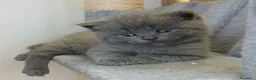 Scottish gatti in vendita: cuccioli scottish fold e straight  - Annuncio 1
