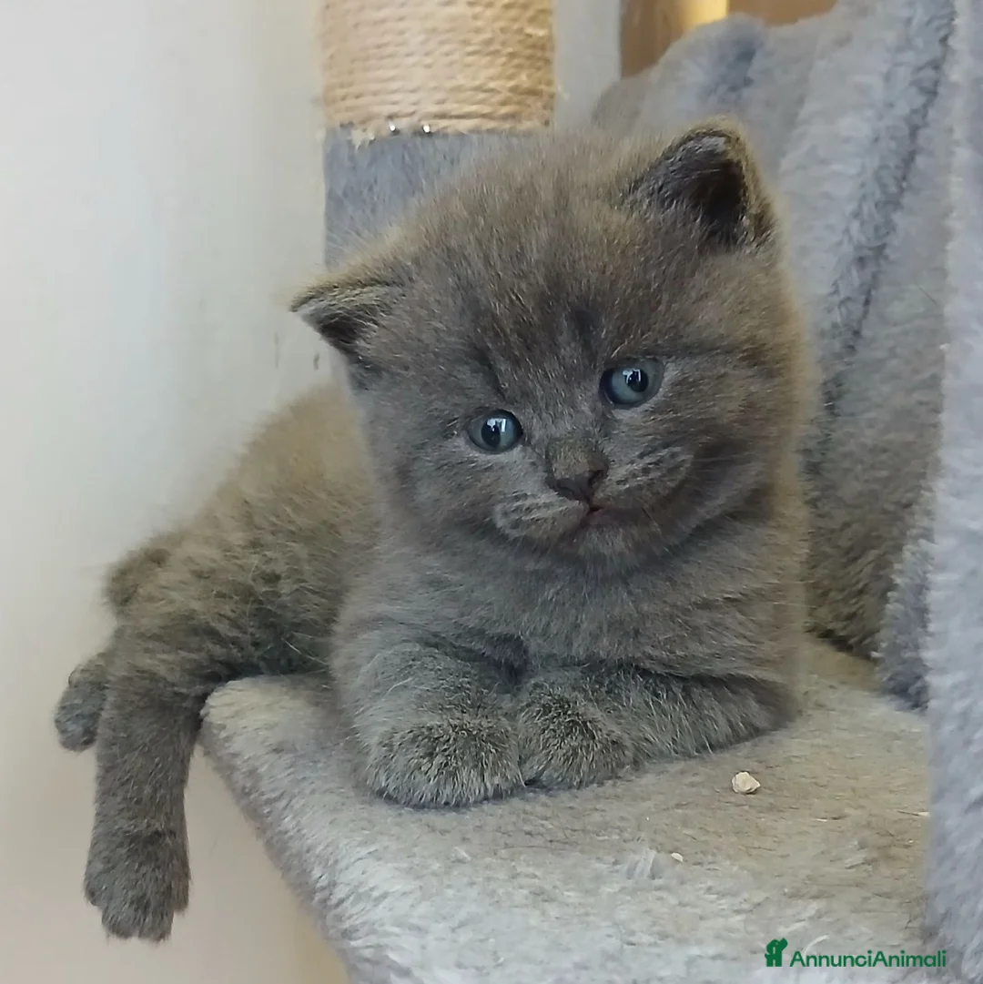 Scottish gatti in vendita: cuccioli scottish fold e straight  - Annuncio 1