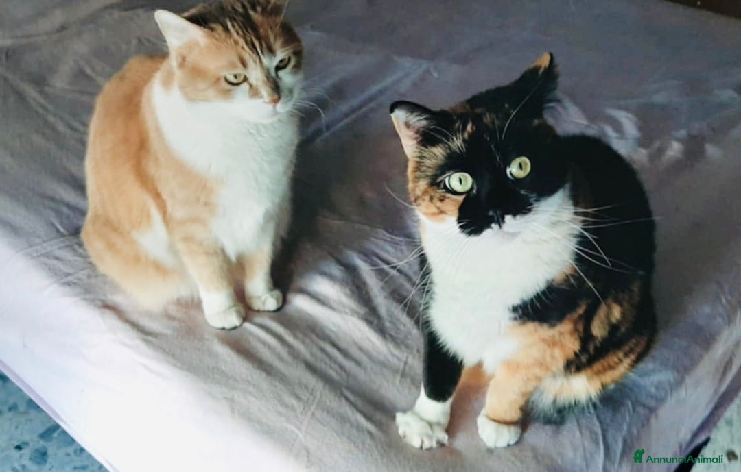 Europeo gatti in regalo: Gattine 2 anni rimaste sole - Annuncio 1