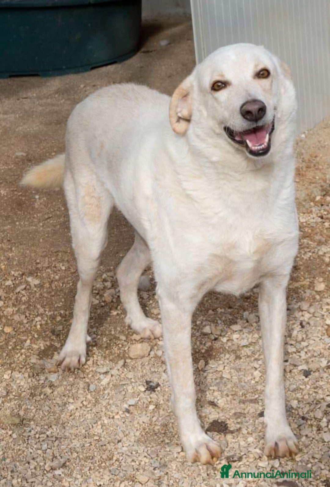 Meticcio cani in regalo: TUTTA LA DOLCEZZA DI SUSY - Annuncio 4