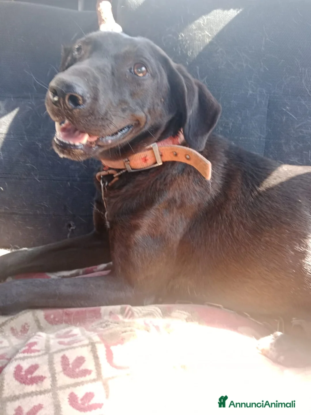 Meticcio cani in regalo: Lucy, una dolcissima simil Labrador - Annuncio 4