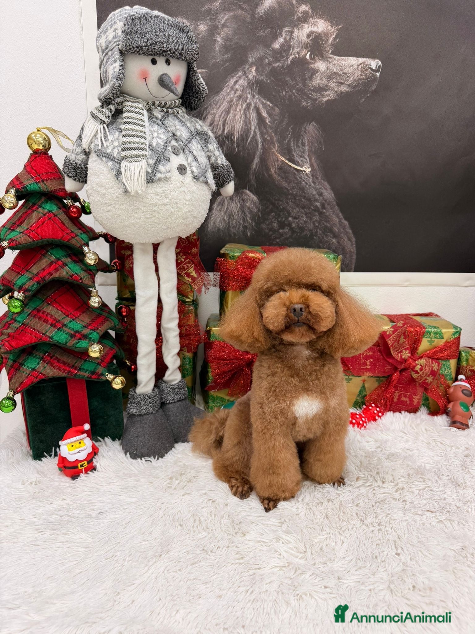 Barboncino Toy cani Barboncino Toy disponibile per accoppiamento  - Annuncio 2