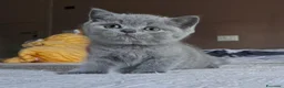 British gatti in vendita: Cuccioli british shorthair blu e lilac - Annuncio 3