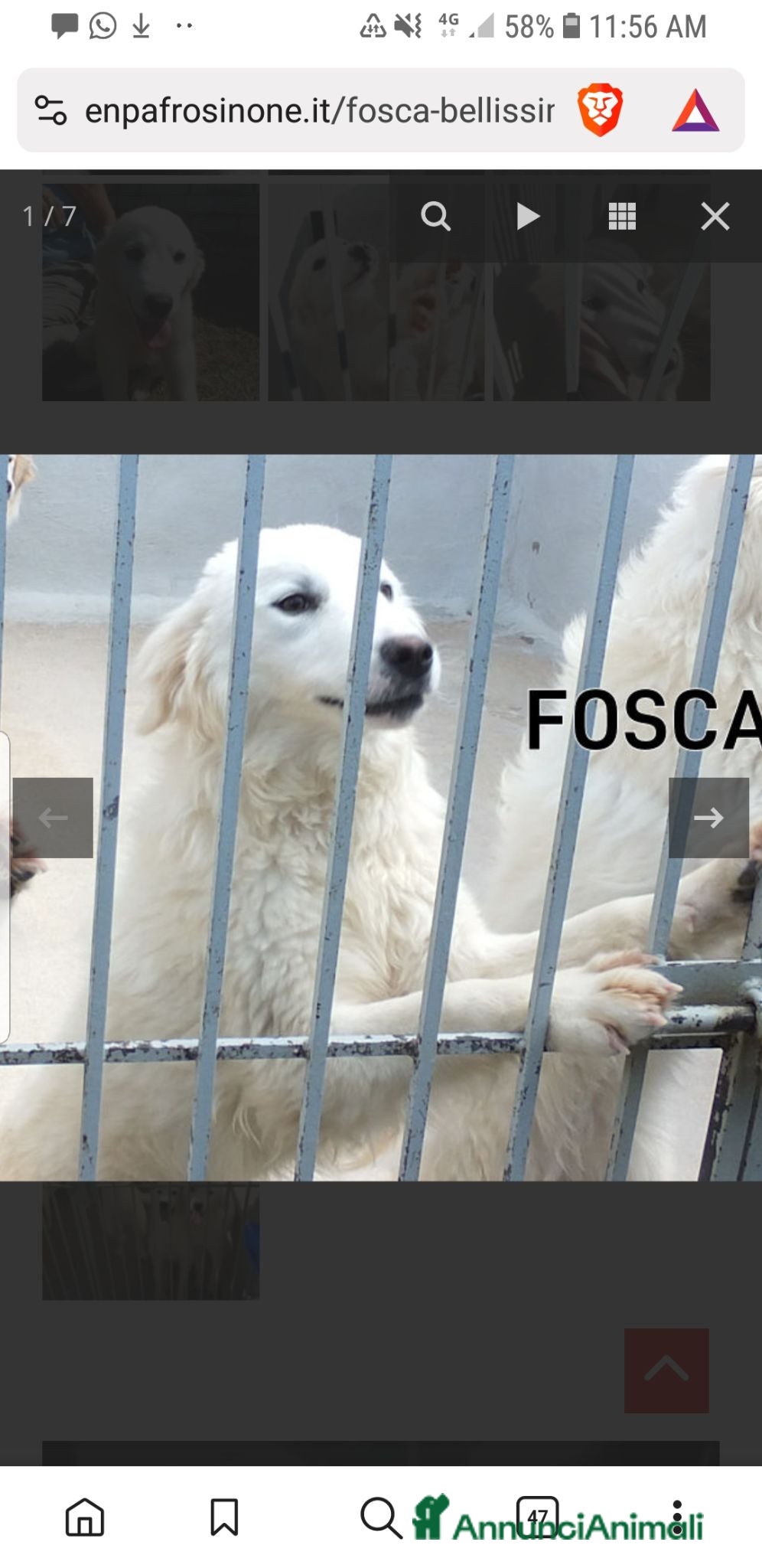 Meticcio cani FOSCA, bellissima, CRESCIUTA IN CANILE - Annuncio 12