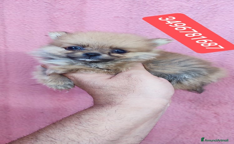 Spitz cani a Città metropolitana di Reggio Calabria - Annuncio 2