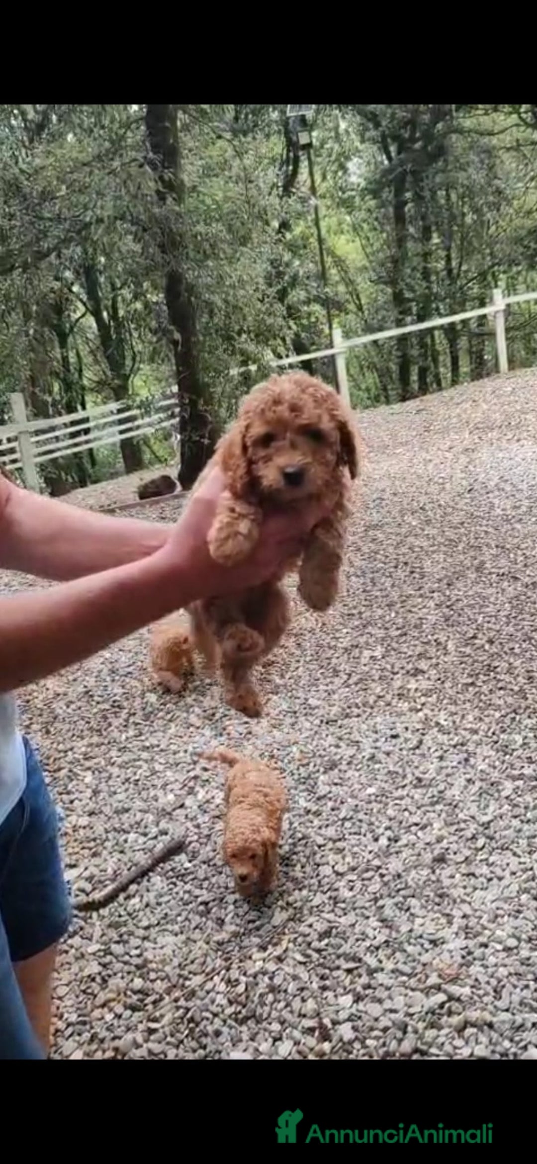 Barboncino cani in vendita: Barboncini red e champagne  - Immagine 2