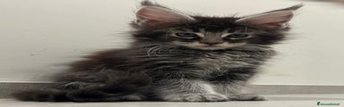 Maine Coon Gattino 3