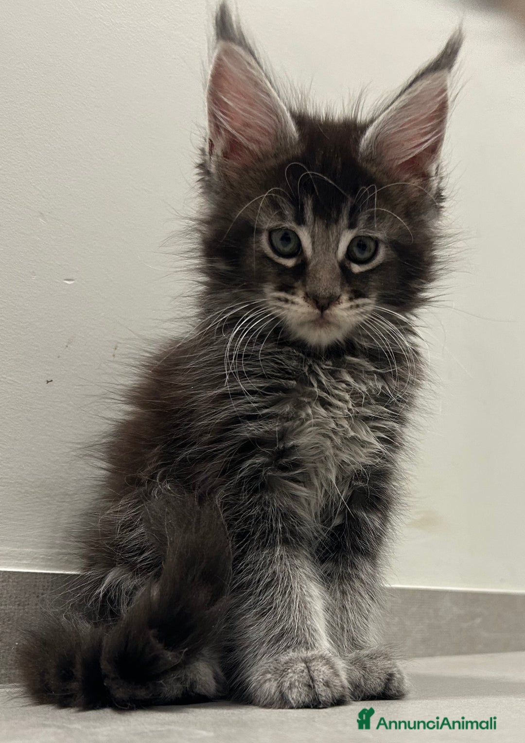 Maine Coon gatti in vendita: Maine Coon con pedigree  - Annuncio 11