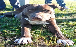 Bull Terrier cani in regalo: APACHE, cucciolo di American Pit Bull Terrier a Provincia di Latina - Immagine 5