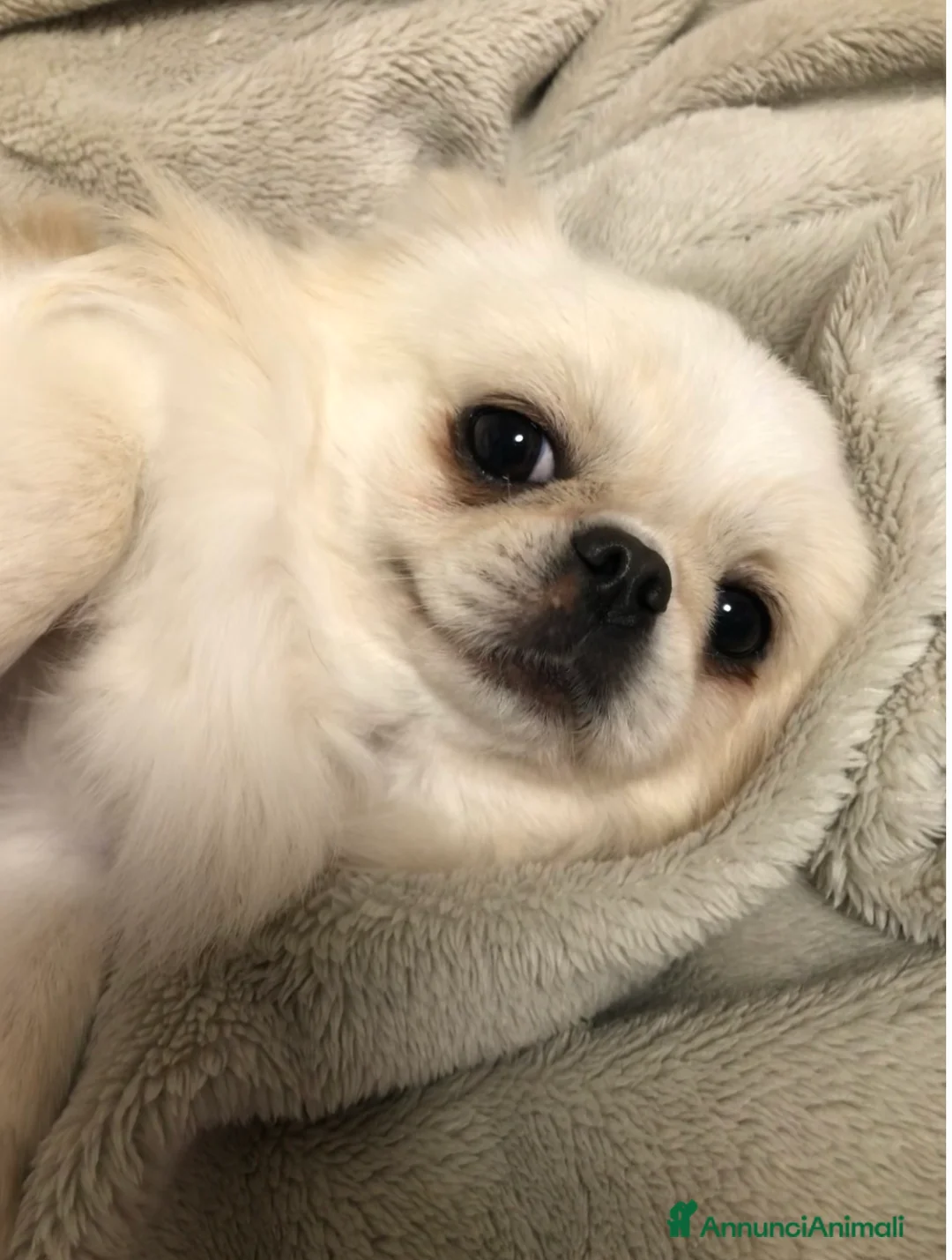 Chihuahua cani in vendita: Maschietto pelo lungo  - Annuncio 5