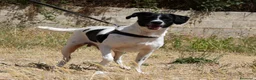 Meticcio cani in regalo: Pedro in adozione - Annuncio 5