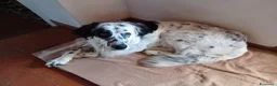 Meticcio cani in regalo: adozione di Argo a Città metropolitana di Roma Capitale - Annuncio 7