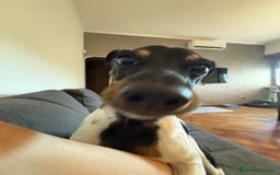 Jack Russell cani per accoppiamento: Charlie cerca fidanzatina !! - Immagine 8