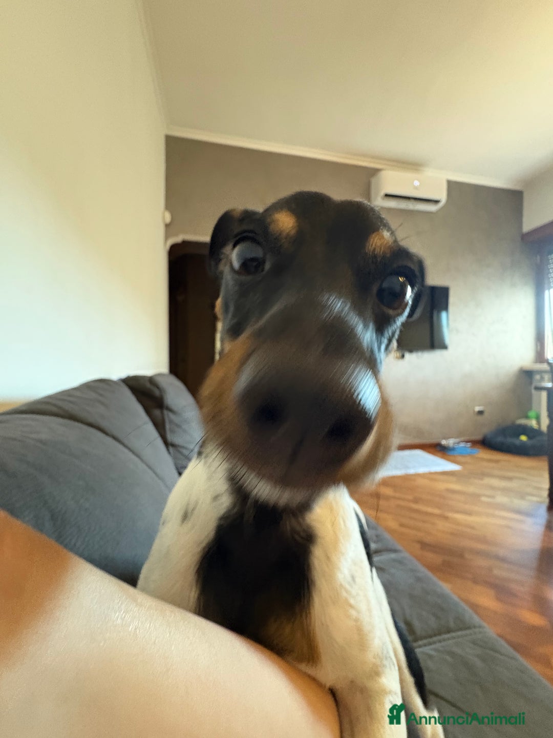 Jack Russell cani per accoppiamento: Charlie cerca fidanzatina !! - Immagine 8