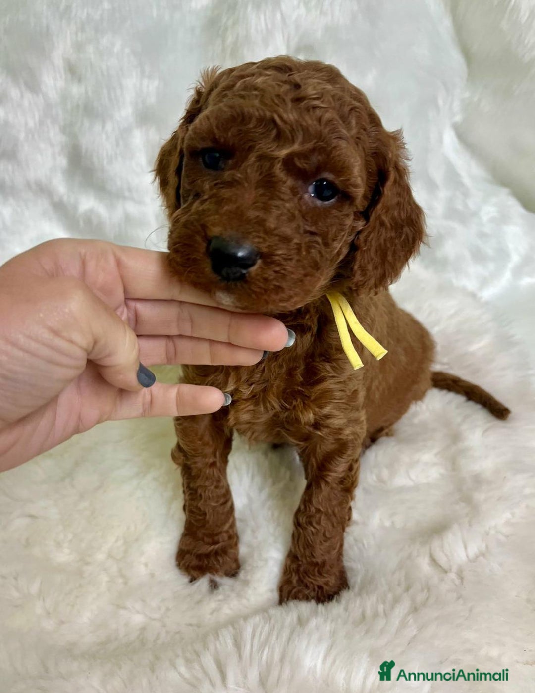 Golden Retriever cani in vendita: Australian Golden DoubleDoodle - Annuncio 18